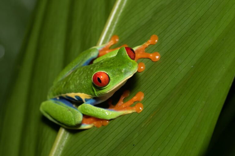 Costa Rica Highlights: Jungle, Vulkanen & Strand